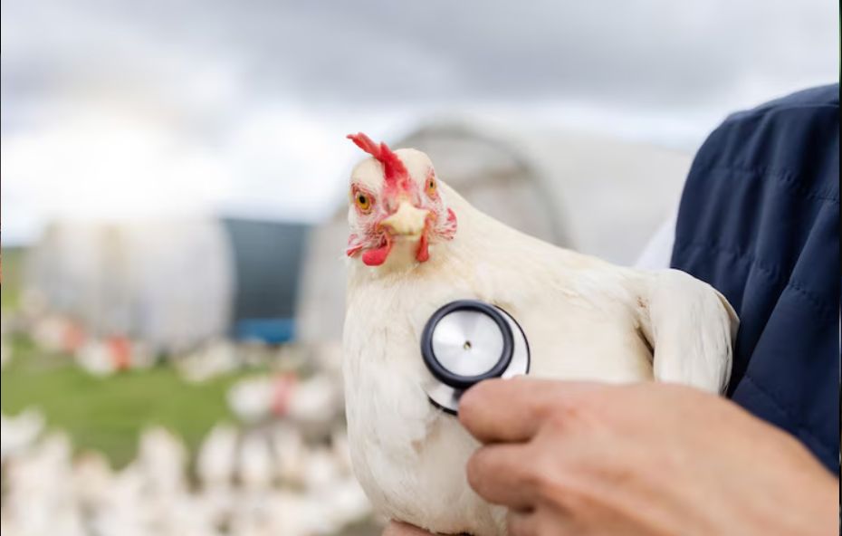 China suspende importação de frango do Brasil após gripe aviária