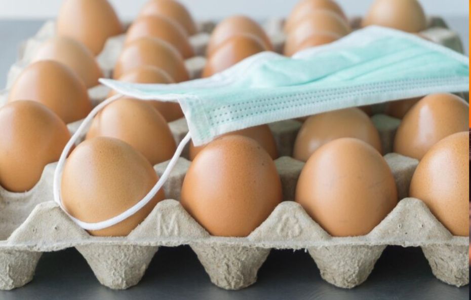 Minas Gerais descarta 450 toneladas de ovos por gripe aviária