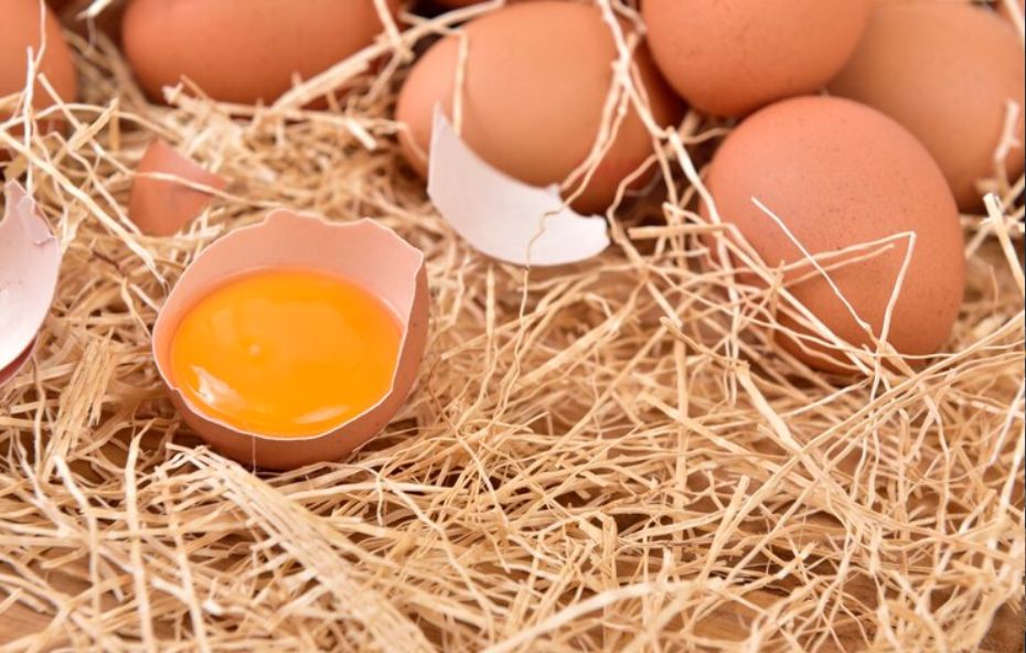 Ovos férteis Uso exclusivo para produção, não consumo